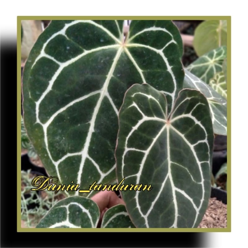 Anturium Kuping Gajah Kristalinum