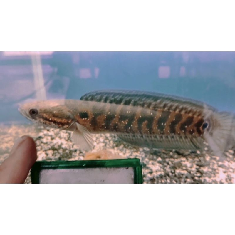 CHANNA ASIATICA PURE RS 15-17CM ( INDUKAN )