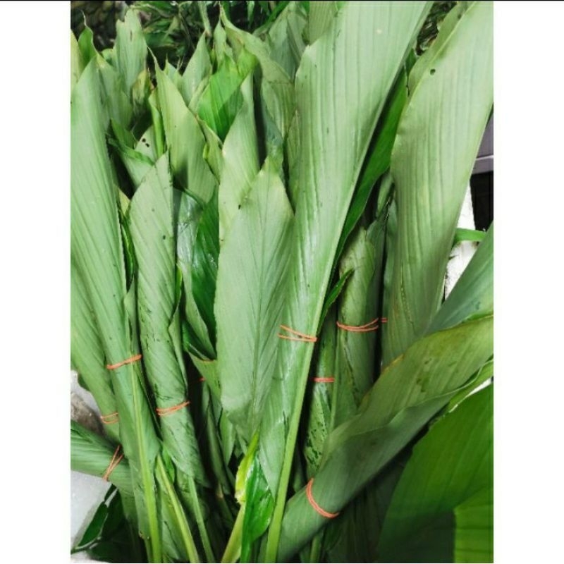 

Daun kunyit segar petik dadakn 10lembar,obatherbal