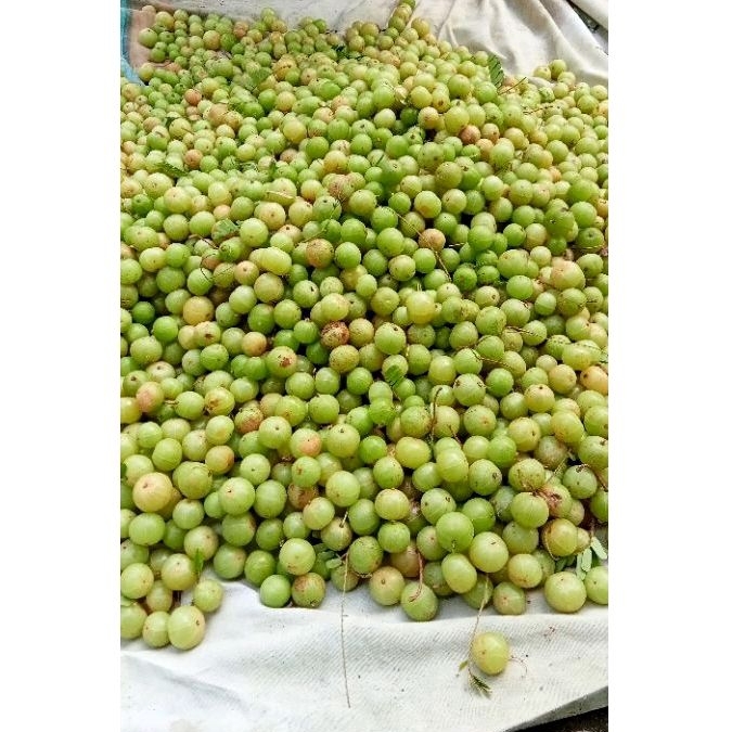 

Buah malaka fresh 1kg