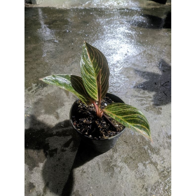 aglonema kresna golden