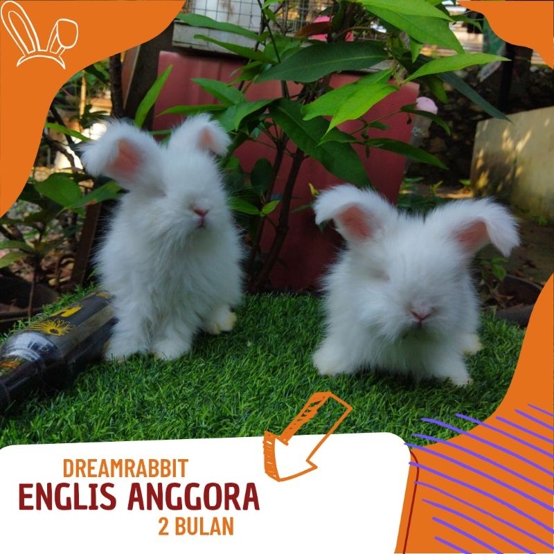 kelinci englis anggora warna putih