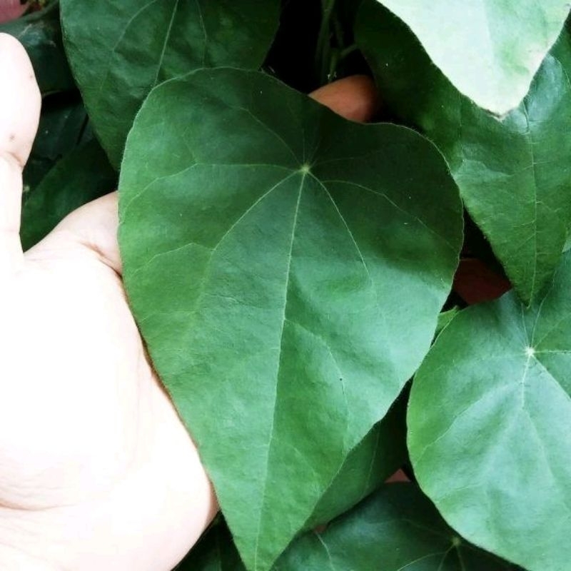 

bubuk cincau 200g