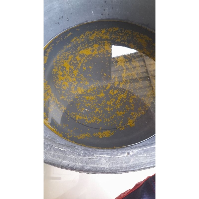 PAKET 500EKOR TELOR / LARVA GURAME PADANG