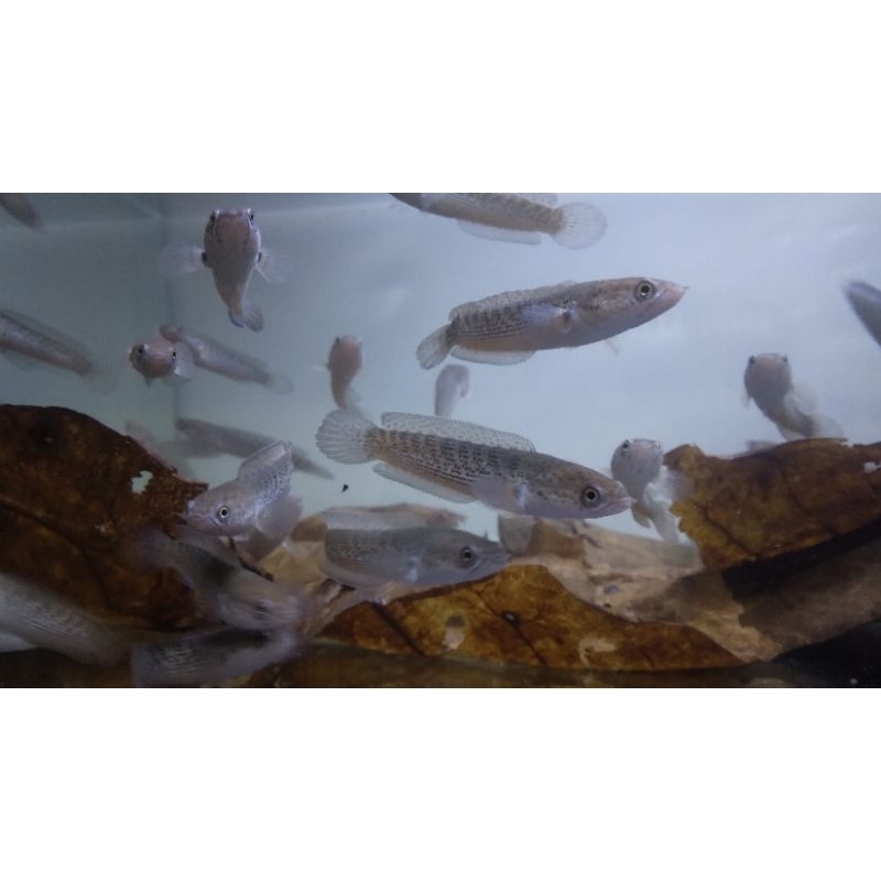 Channa Stewarti Karbi 6cm Full Pelet