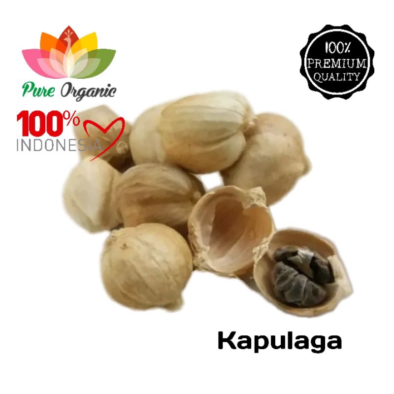 

Kapulaga Jawa Premium - Kapulaga Lokal
