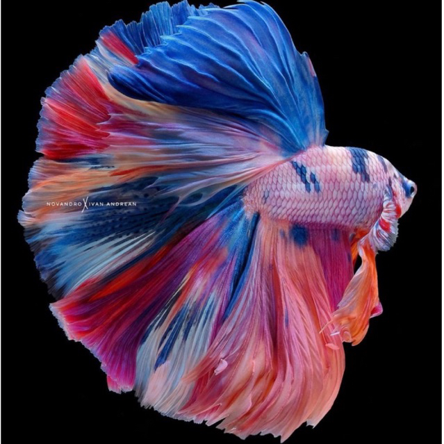 Halfmoon nemo fancy top grade