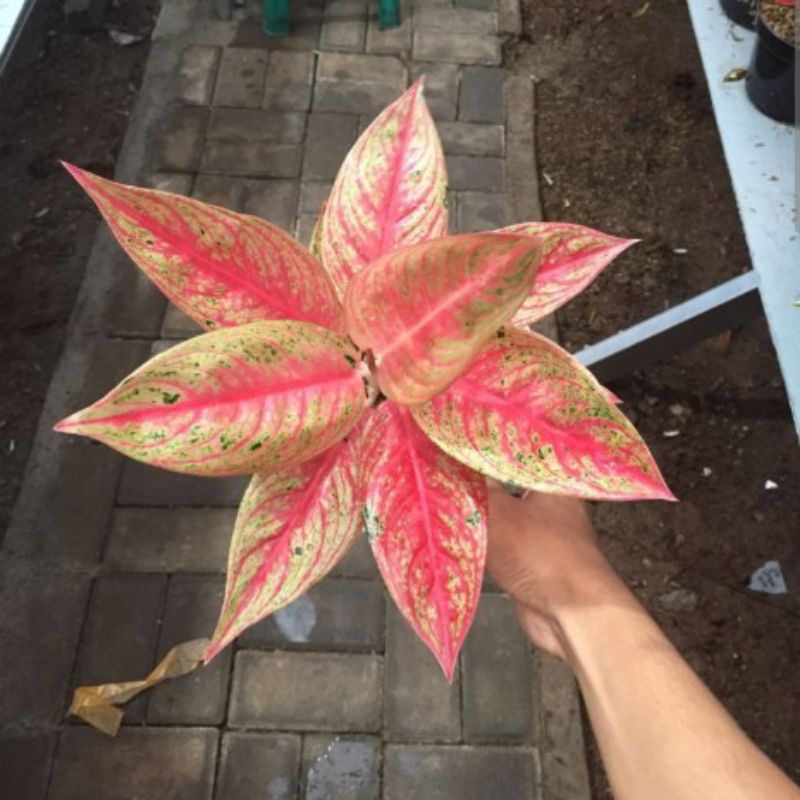 Aglonema Legacy Tulang ikan