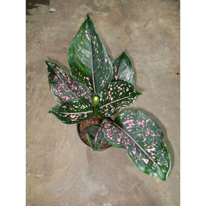 PINK DALMATION/AGLONEMA PINK DALMATION