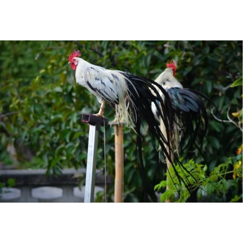 

telur ayam hias onagadori untuk di tetaskan