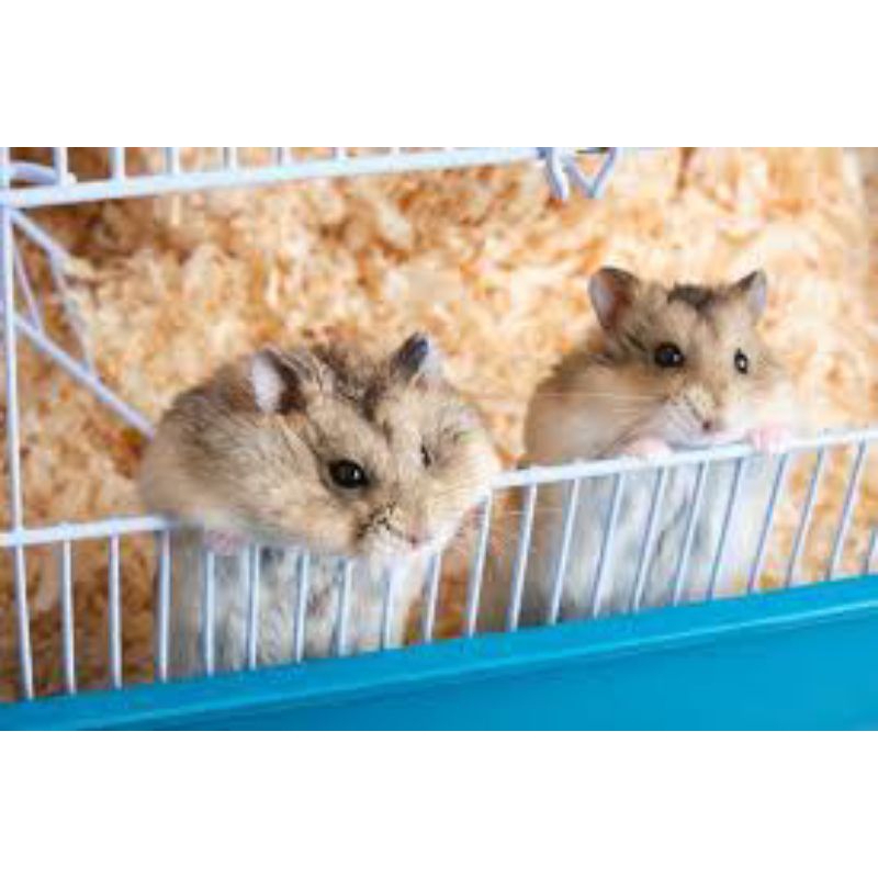 

hamster pakan hamster