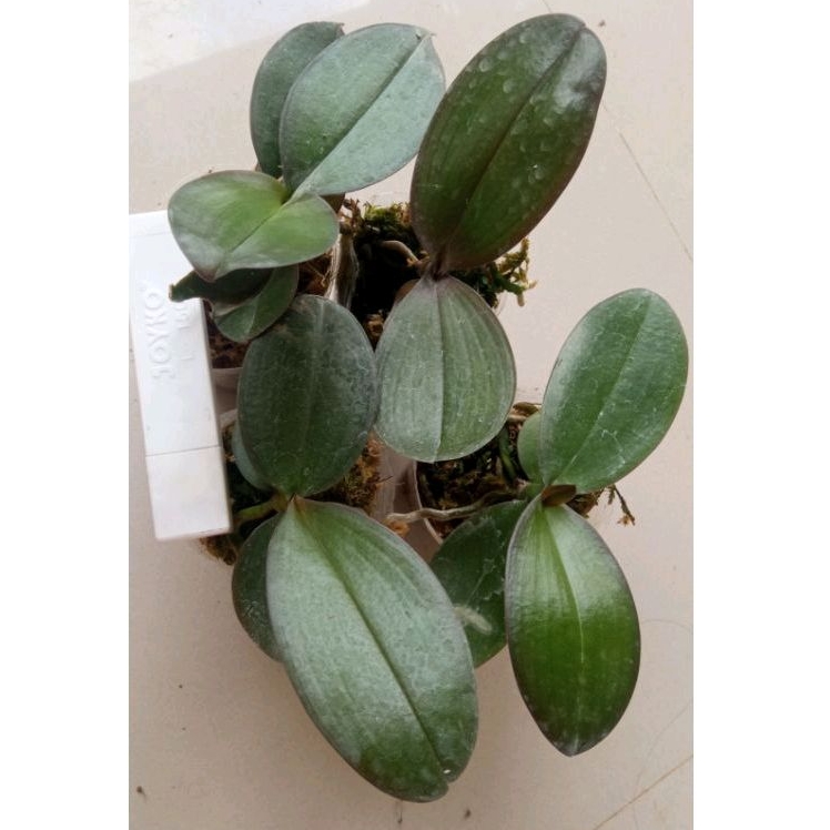 Anggrek bulan seedling