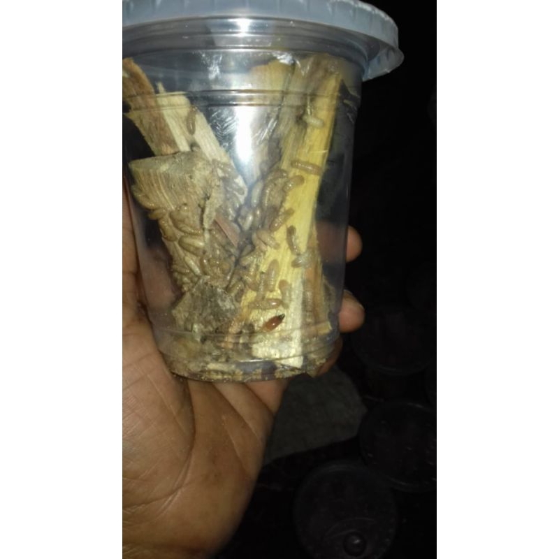 umpan microfishing rengas , rangas ranggas , poa/pua , warangas umpan jitu mancing nila wader kepek 