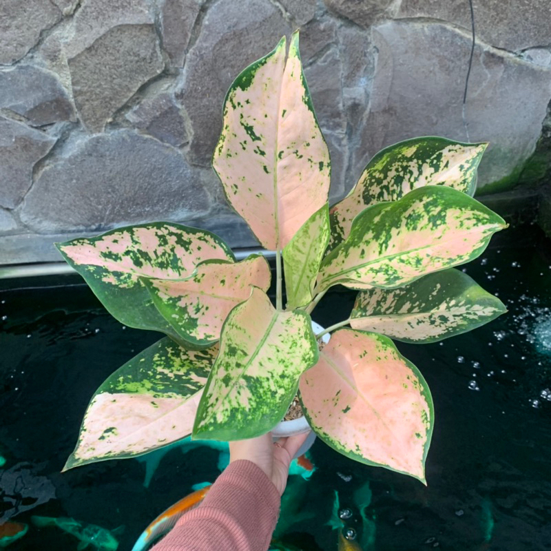 Aglonema Kochin sutra besar ✨