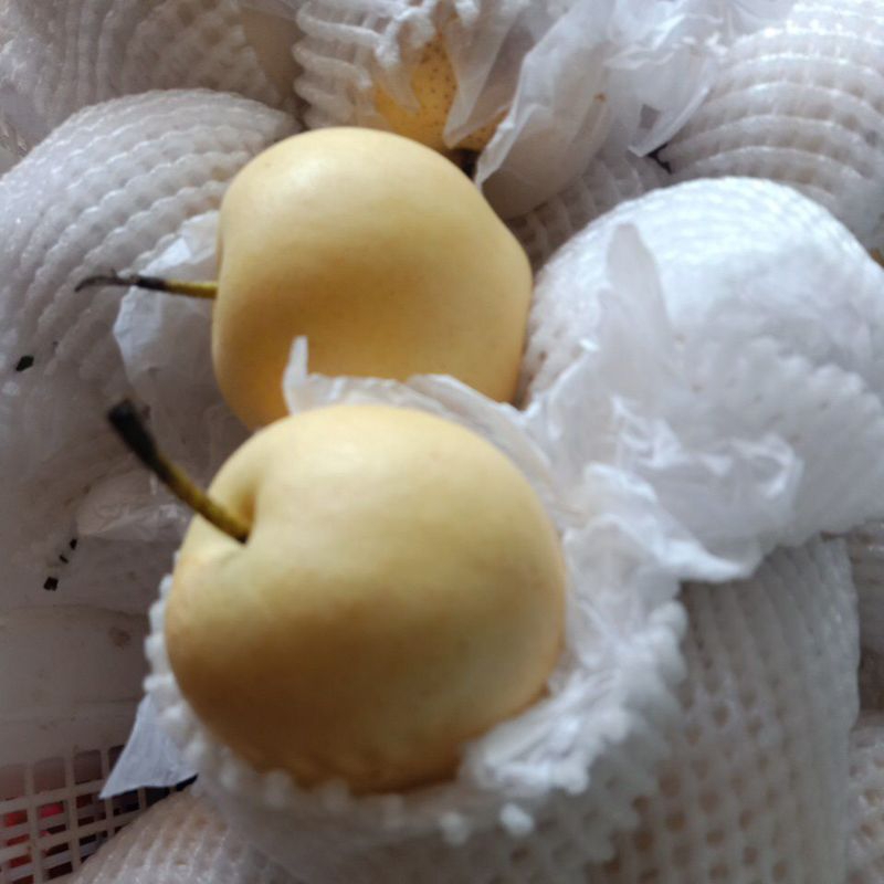 

Pier Century fress 500 gram