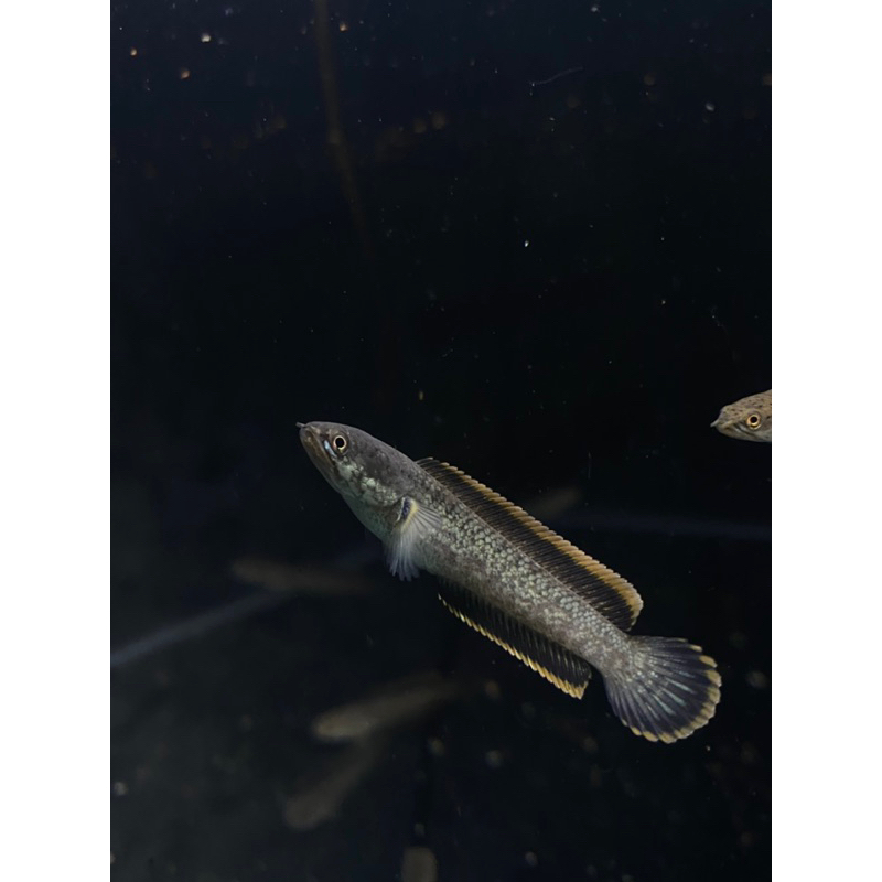 LIMBATA CB RIM TEBAL