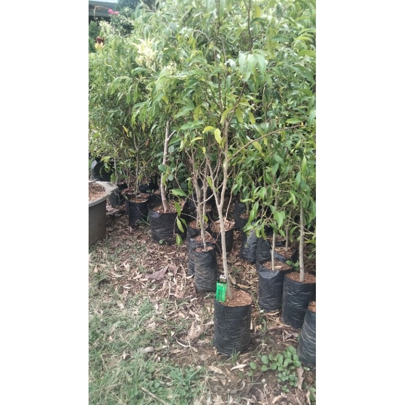 paket ficus arjuna isi 50 batang
