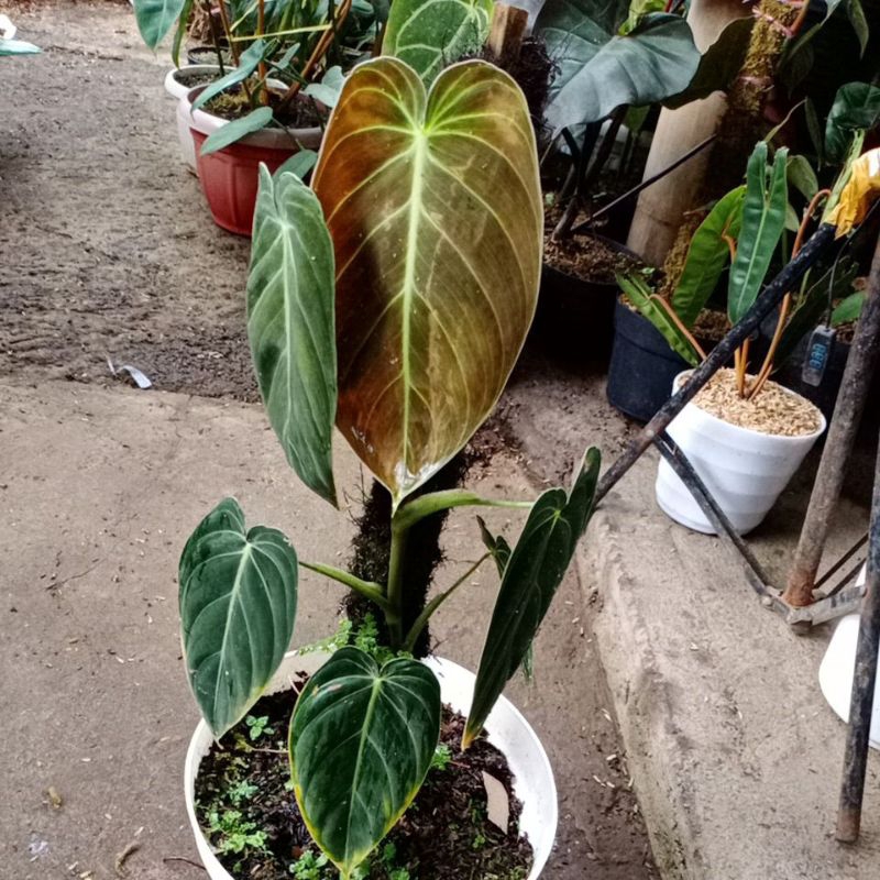 ph emlano montera king