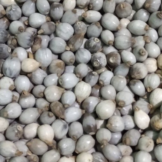 

TERBAIK JAGUNG JALI KERING/COIX LACRYMA HERBAL 250 GRAM