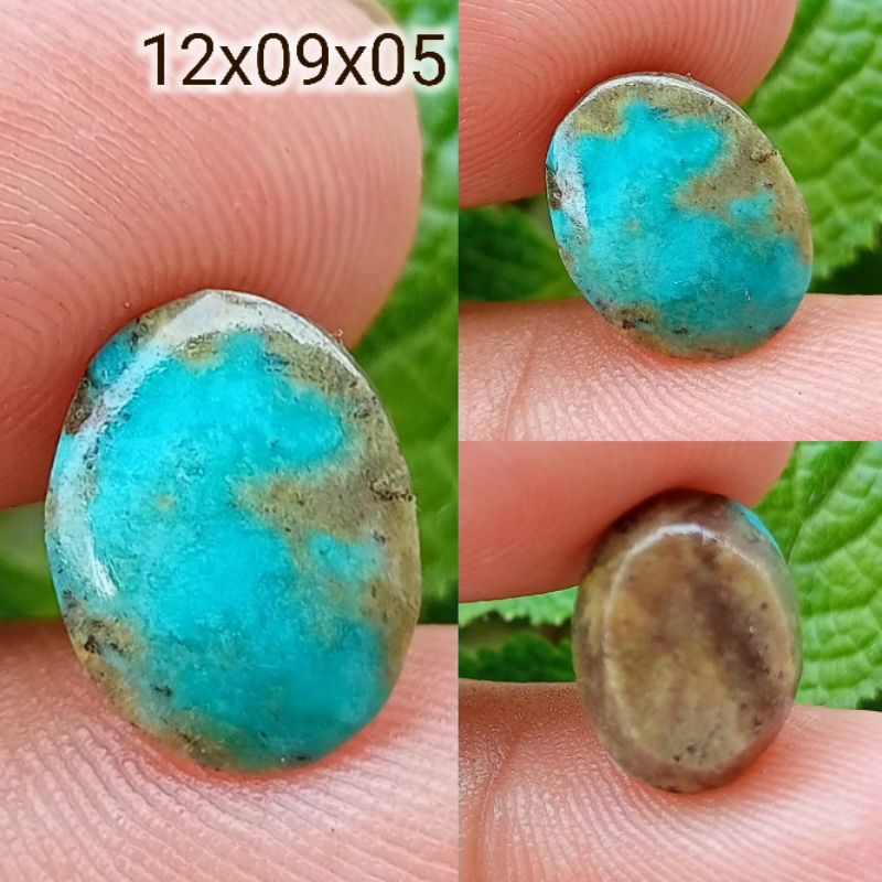 Pirus Persia Hijau Polos