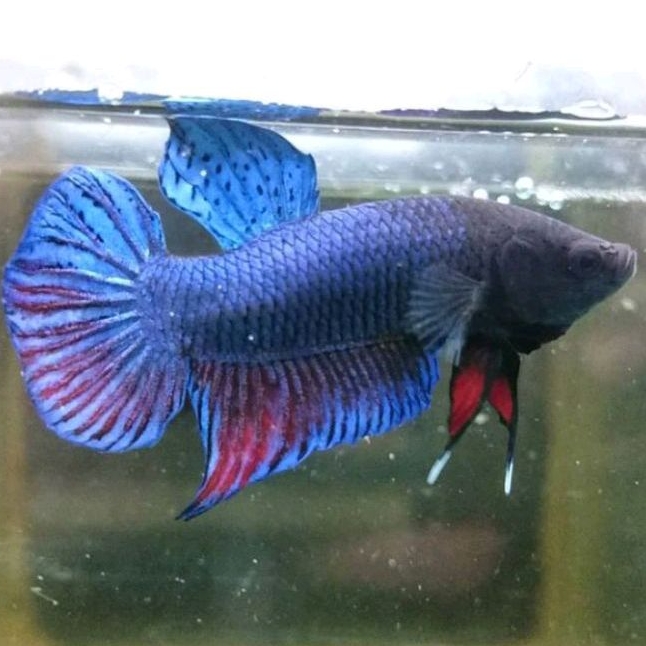 Cupang Fighter Aduan Import New Sakai Bahan Berkualitas