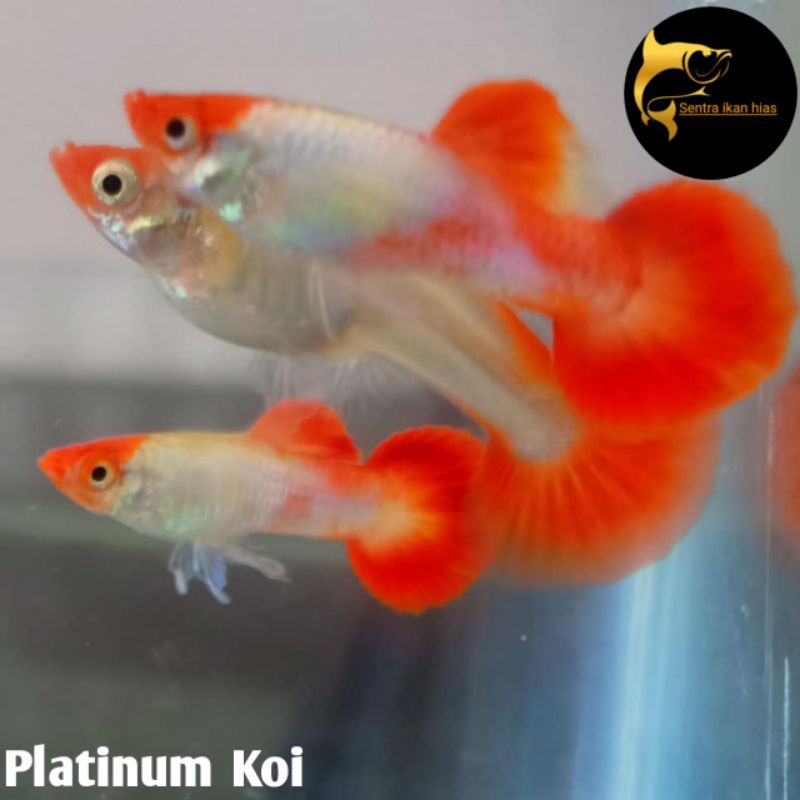 Ikan Hias Guppy platinum Koi Hiasan Aquarium