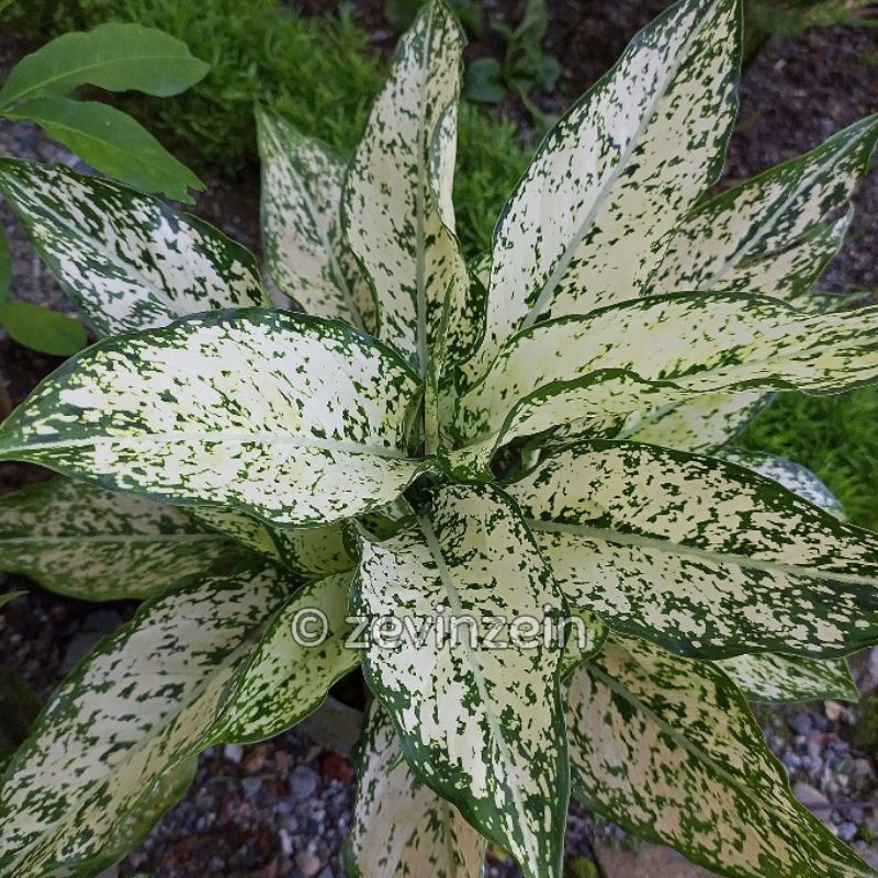 

Aglo Nema Snow White Remaja Daun 3-5 | Sri Rejeki