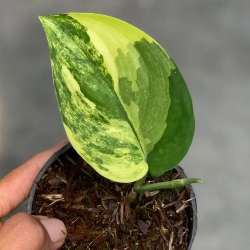 Scindapsus Jade Satin Var Kuning