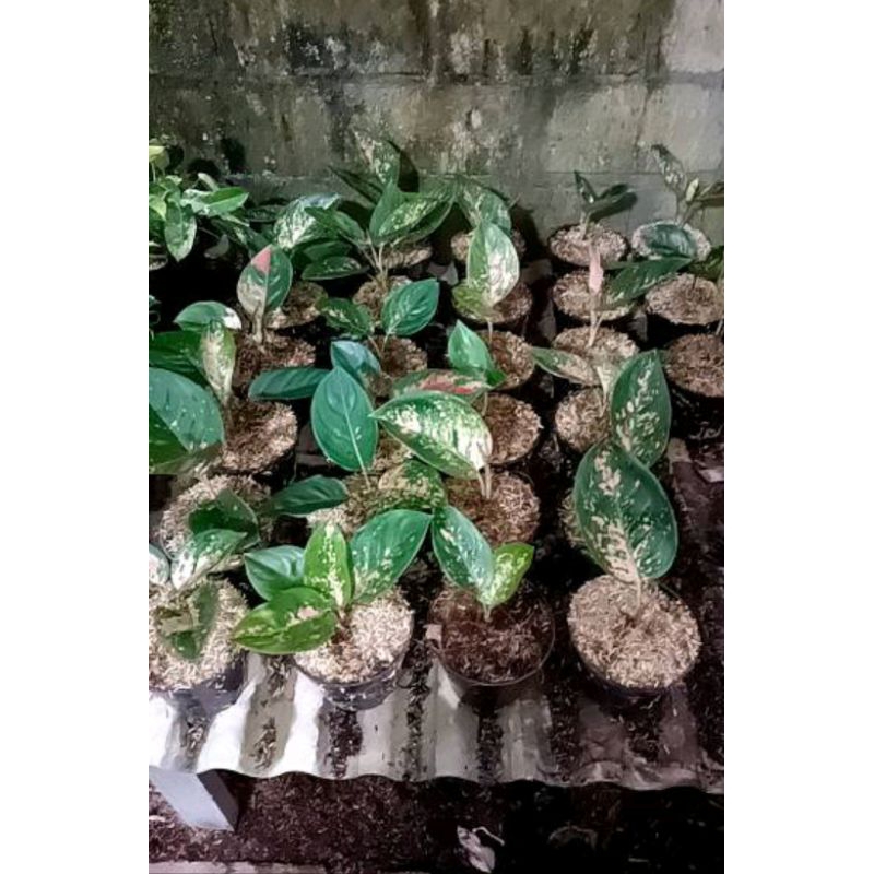 KOCIN EBONI DAUN 2-3