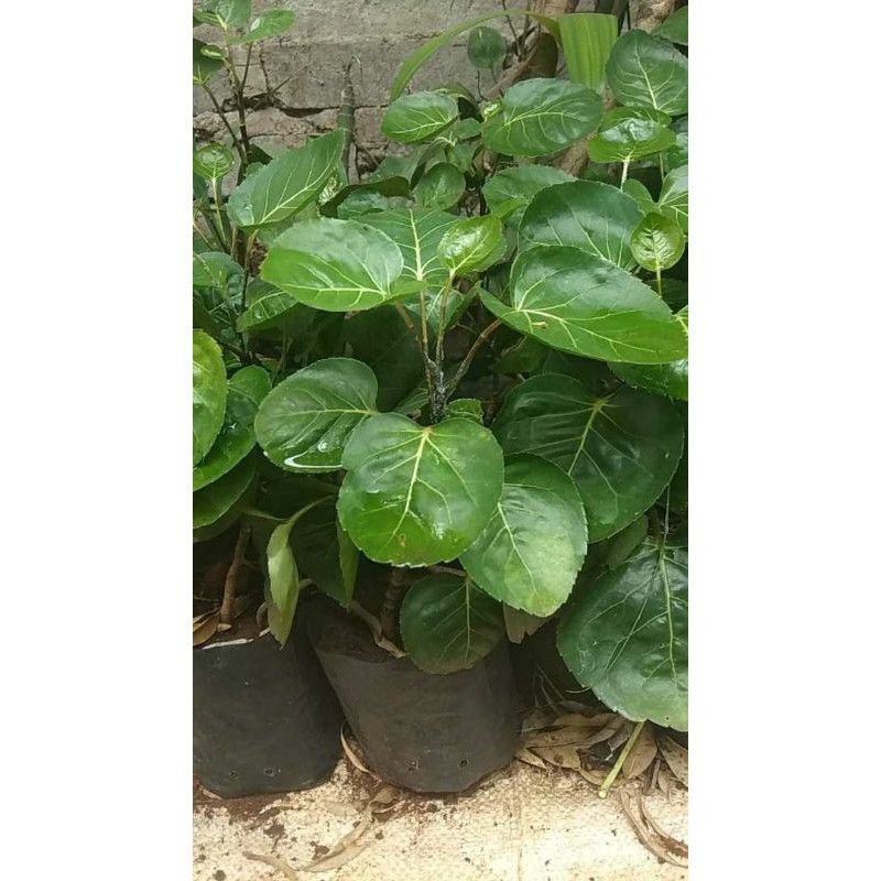 

Daun mangkokan segar 100 gram