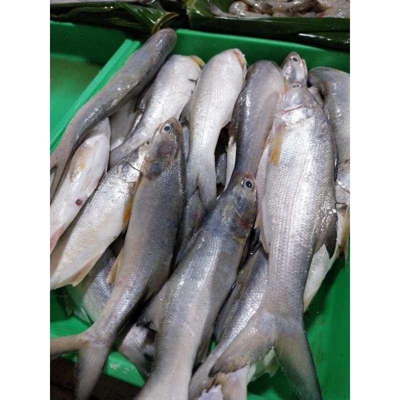 ikan senagin 500 gr