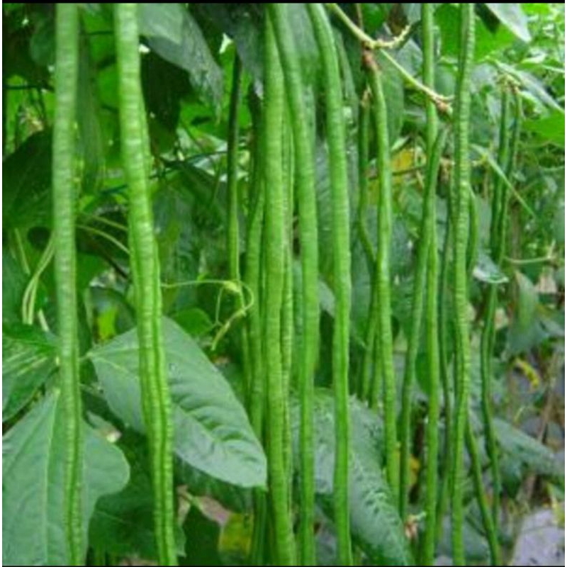 

Kacang Panjang Fresh