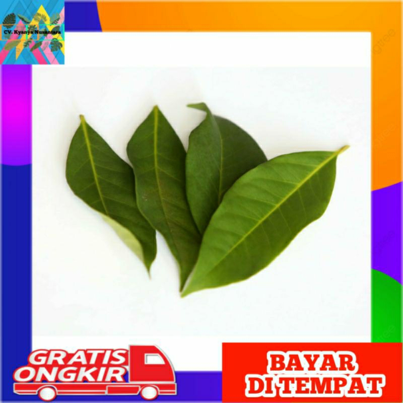 

Daun Salam Segar Berkualitas Per 20 Lembar