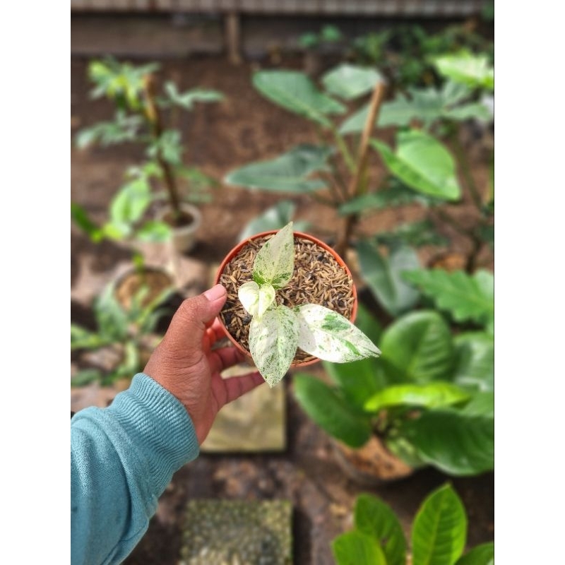 Tanaman Hias Epipremnum Pinnatum Marble Variegata