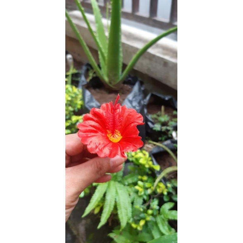 Cucuk Bunga Pucuk Arjuna