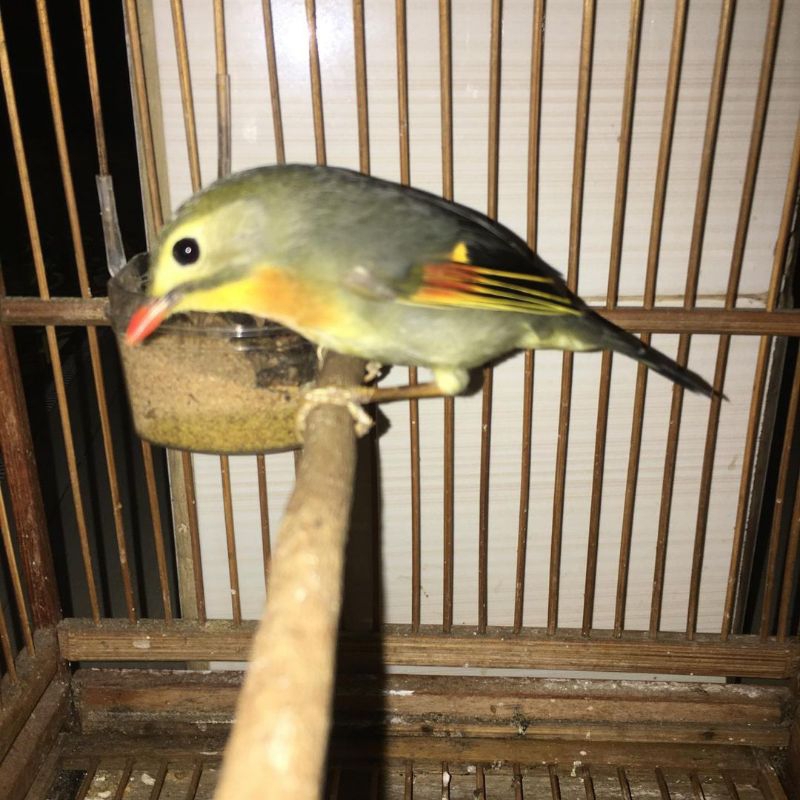 BURUNG ROBIN JANTAN IMPOR BUNYI RAWATAN