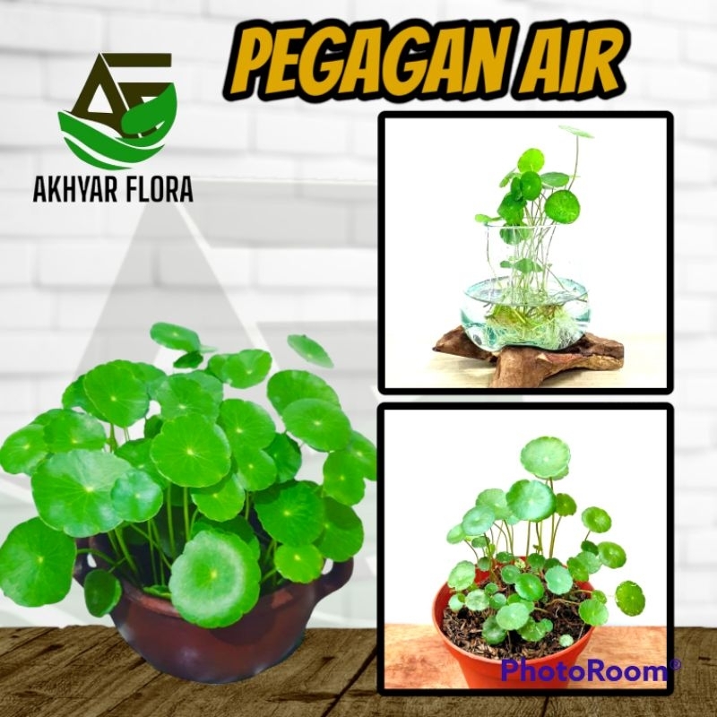 Tanaman Herbal Pegagan Daun Antanan Pegagan Air
