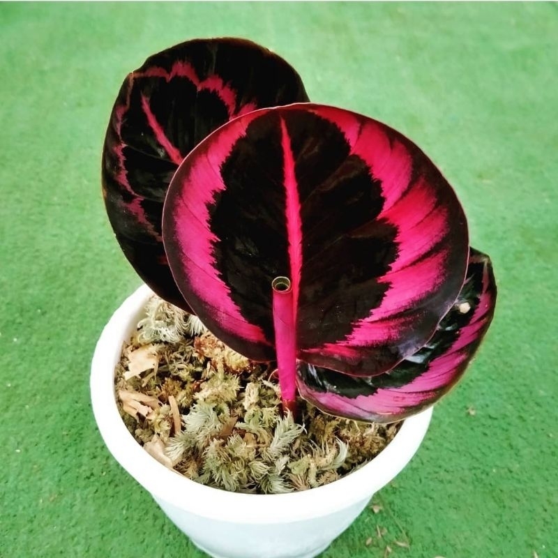 Calathea Pink Jessy - Tanaman Calathea Pink Jessy - Calathea Pink Jeasyy