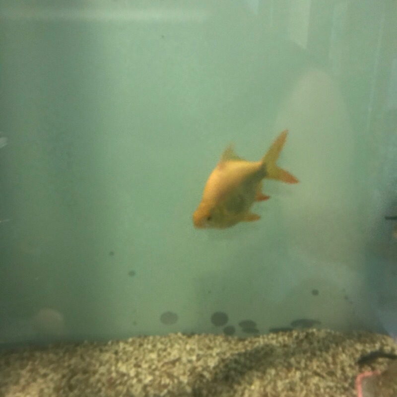ikan kaviat albino sb (short body)
