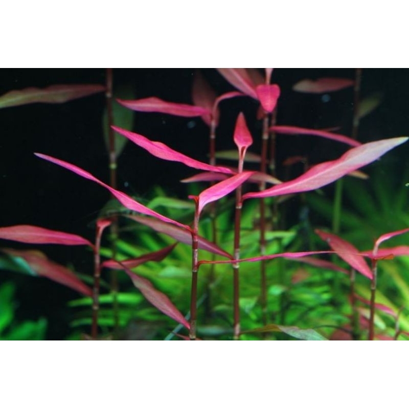 polygonum sao paulo tanaman aquascape 20 batang. tanaman hias tanaman akuarium
