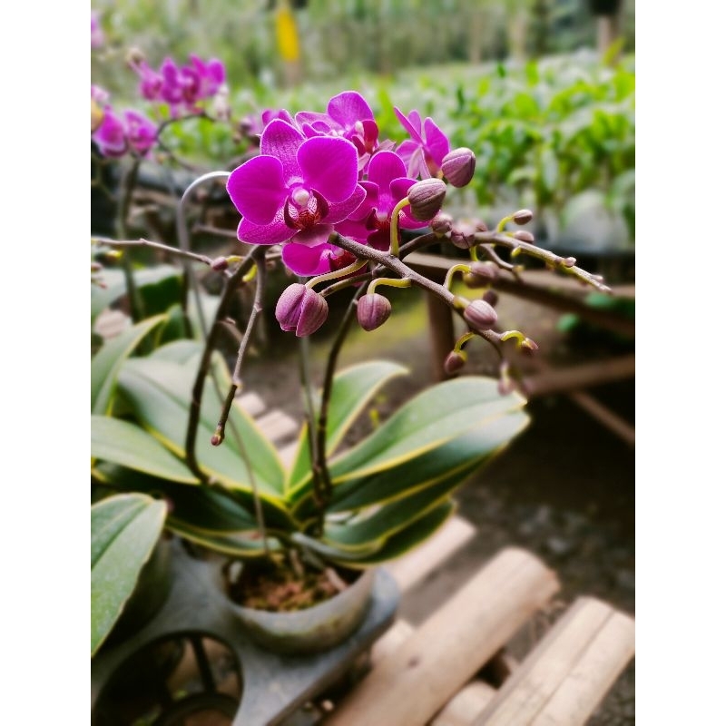 anggrek bulan mini varigata