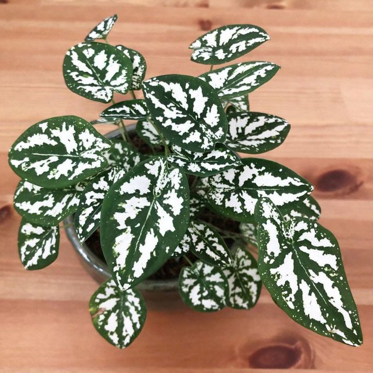 Keladi liliput - Tanaman Hias Hidup - Bibit Bunga Caladium liliput  Murah Bukan Bonggol - liliput ca