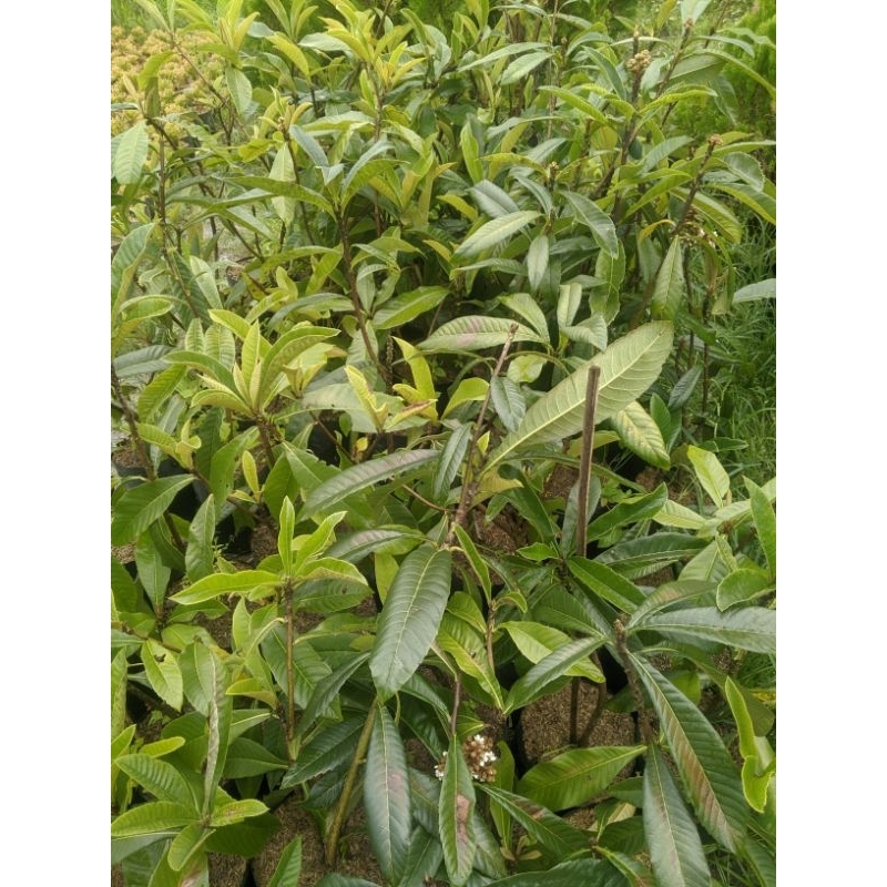 TABULAMPOT Buah Leci/ Biwa