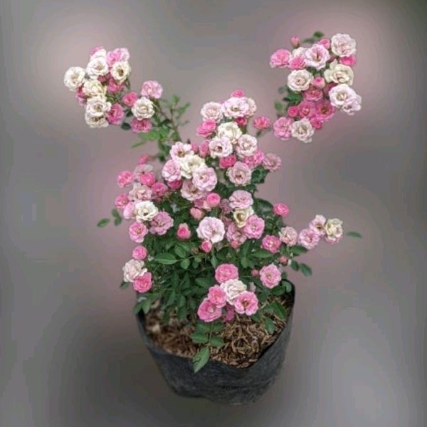 Tanaman Bunga Mawar Baby Rose Pink