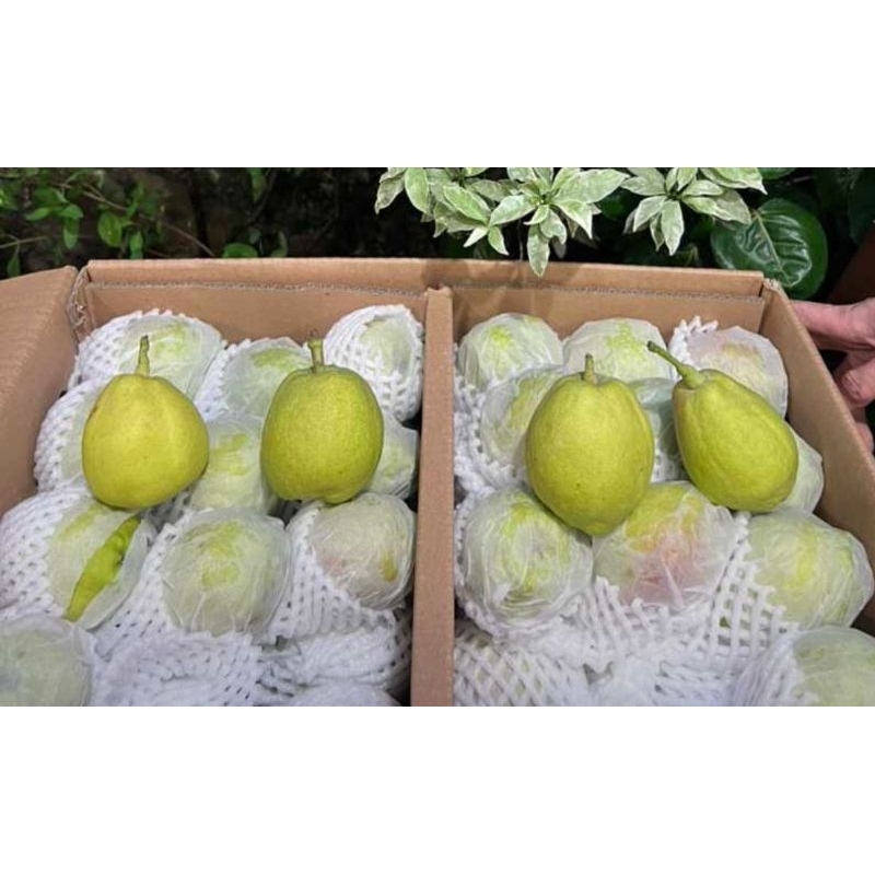 

Pear Xianglie 1kg