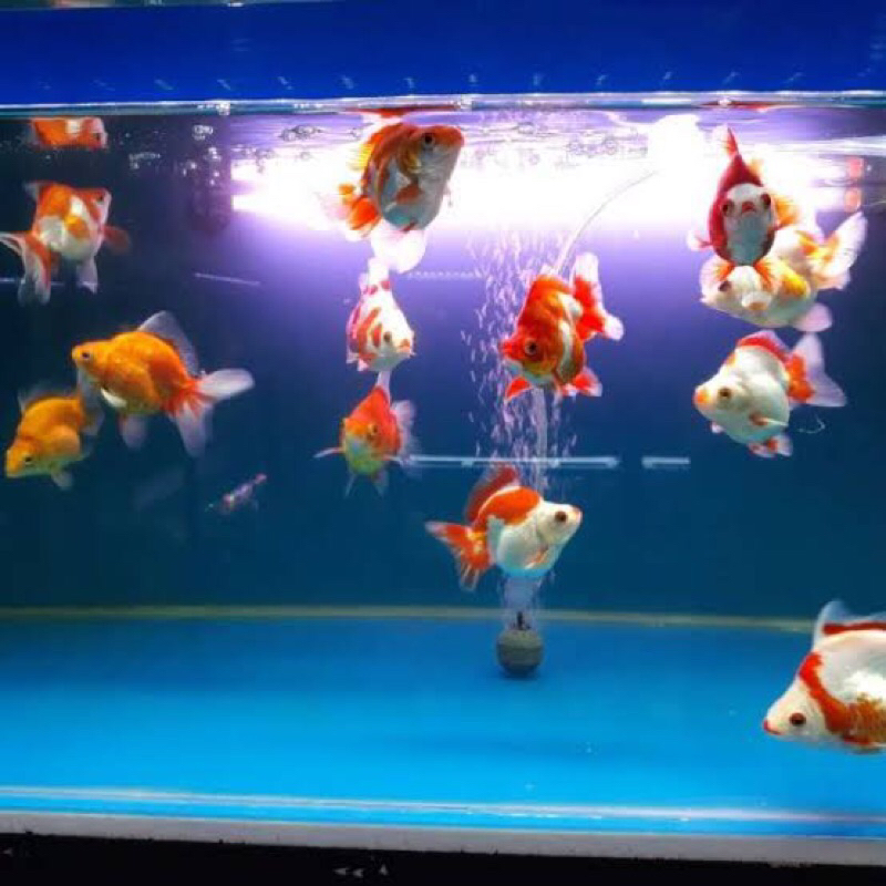 ikan koki ryukin size 10-12cm