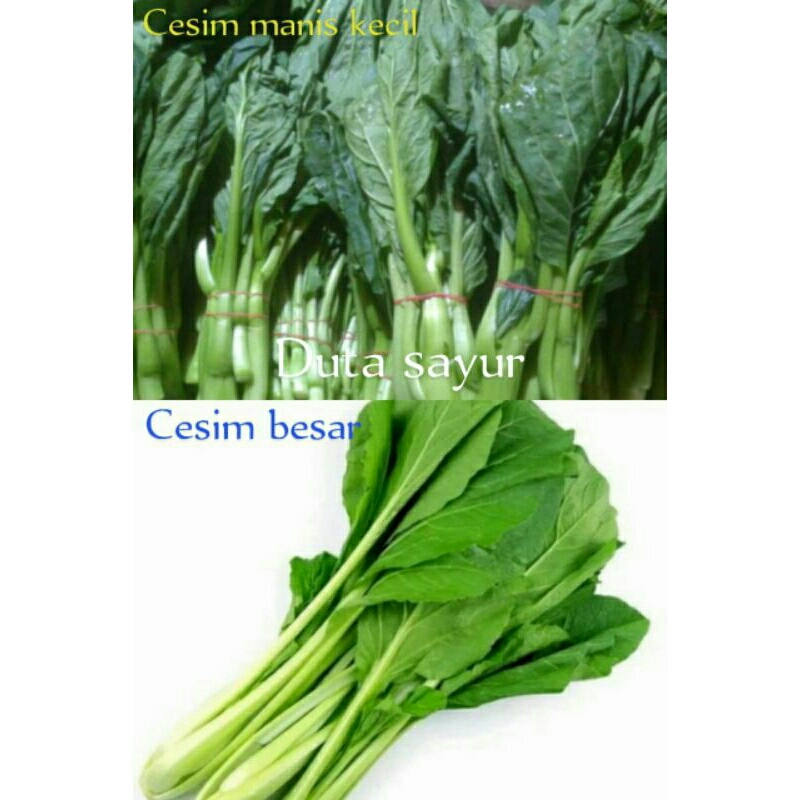 

Cesim manis kecil / Cesim Besar