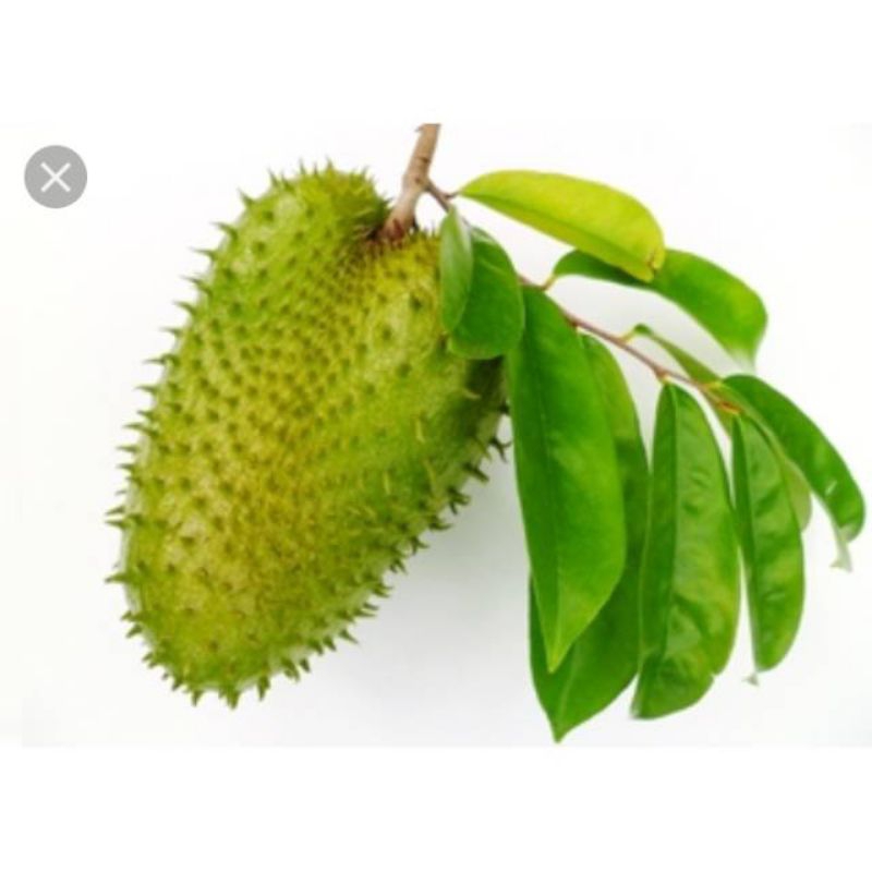 

Daun Sirsak Segar Organik isi 100 lembar + bonus 10 lembar