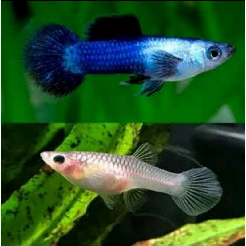sepasang guppy mini panda.sepasang siap breeding bergaransi