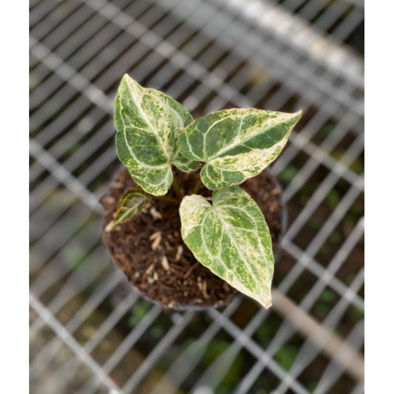 anthurium crystallinum variegata kuping gajah cristalinum varigata  Real Pict